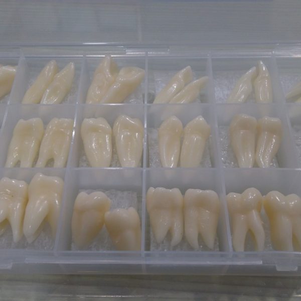 Anatomik Diş Mum Modelleri